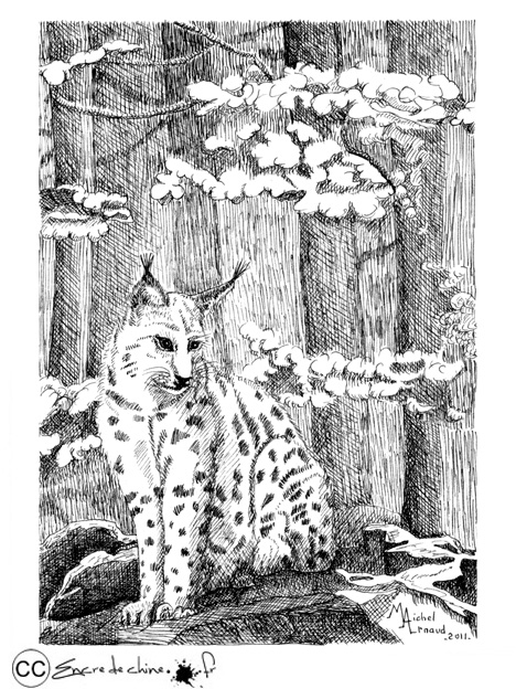 Lynx,photo,dessin,encre de chine,peinture,,forêt,nature